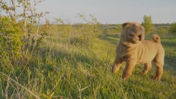 沙皮犬的品种的小狗裴 — 图库视频影像