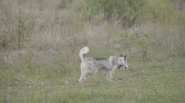 Husky köpek ırkları çalışır