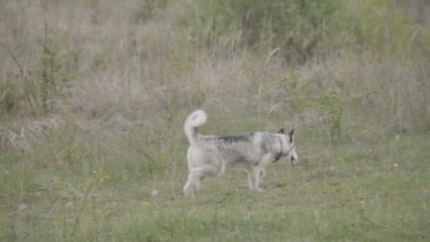 O cão cria corridas husky — Vídeo de Stock