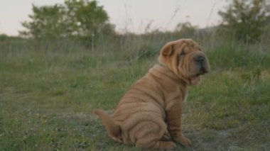 shar pei doğurmak köpek oturur