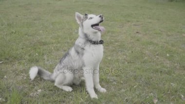 Çimenlikte oturan husky doğurmak köpek