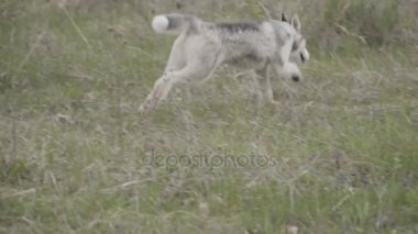 Husky köpek ırkları çalışır