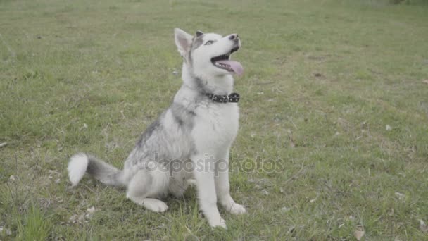 Husky raça cão sentado no gramado — Vídeo de Stock
