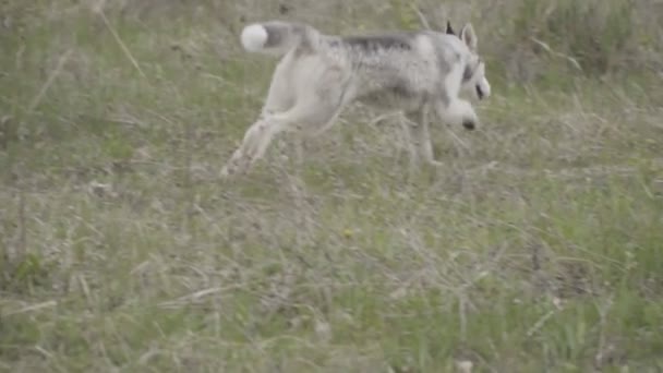 O cão cria corridas husky — Vídeo de Stock