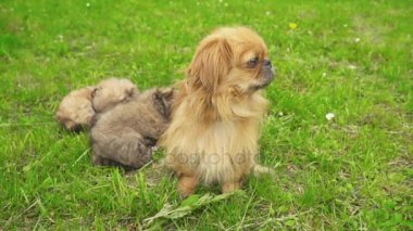 Fino köpekleri birlikte yatıyor musun