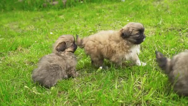 푸른 잔디에 앉아 Pekingese 강아지 — 비디오