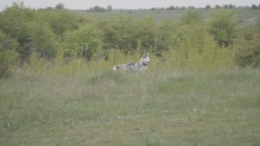 Husky köpek ırkları çalışır