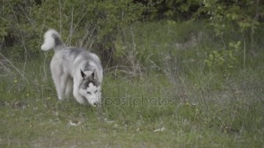 Husky doğurmak bir köpek bir şey dolanıyor