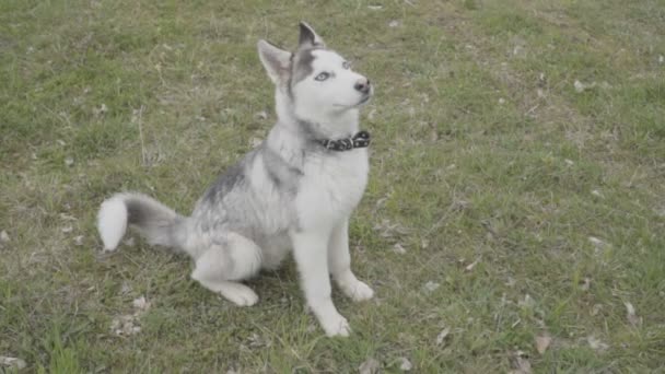 Çimenlikte oturan husky doğurmak köpek — Stok video