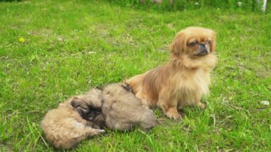 Fino köpekleri birlikte yatıyor musun