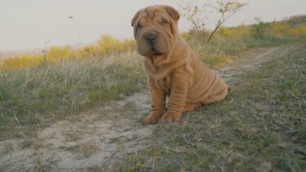 Shar pei raça cão senta-se — Vídeo de Stock