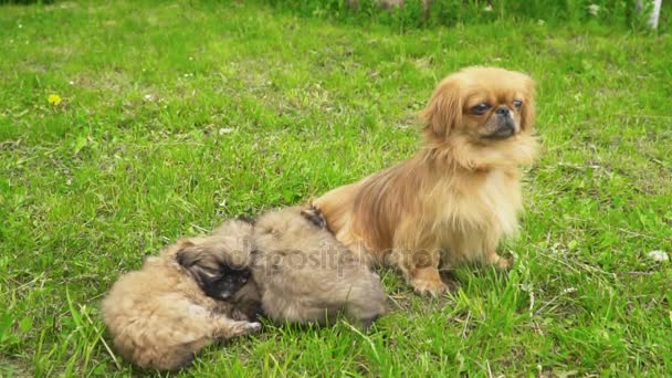 Fino köpekleri birlikte yatıyor musun — Stok video