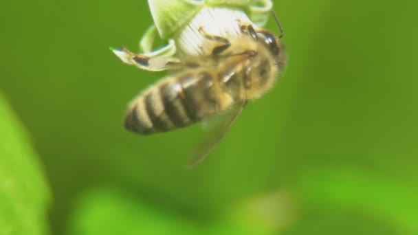 Пчела собирает нектар — стоковое видео