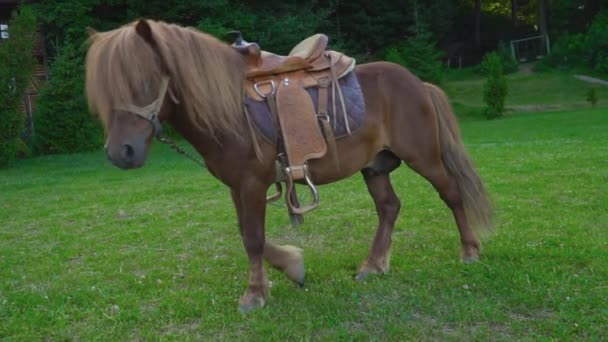 Cavalo marrom pônei com uma crina grande — Vídeo de Stock