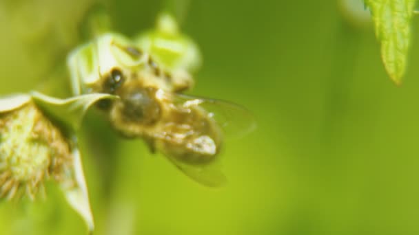 L'abeille recueille le nectar — Video