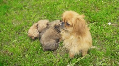 Fino köpekleri birlikte yatıyor musun