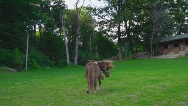 大きなたてがみを持つ茶色の馬ポニー — ストック動画