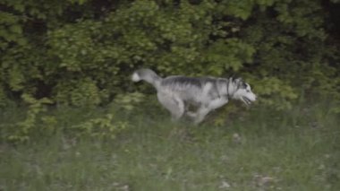 Husky köpek ırkları çalışır