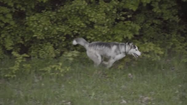 El perro cría carreras husky — Vídeo de stock