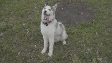 Çimenlikte oturan husky doğurmak köpek