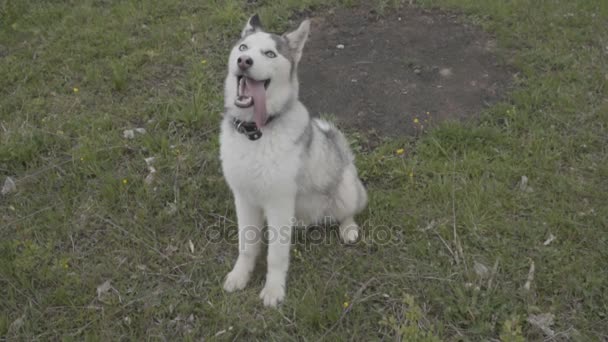 Çimenlikte oturan husky doğurmak köpek — Stok video