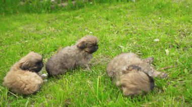 Yeşil çimenlerin üzerinde oturan fino köpek yavrusu
