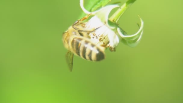 The bee collects the nectar — Stock Video