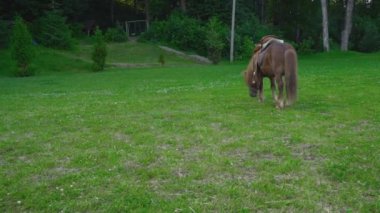 Kahverengi at midilli ile büyük bir yele