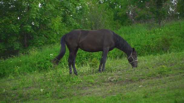 Le cheval broute sur la pelouse 