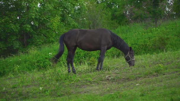 El caballo pastando en el césped — Vídeos de Stock