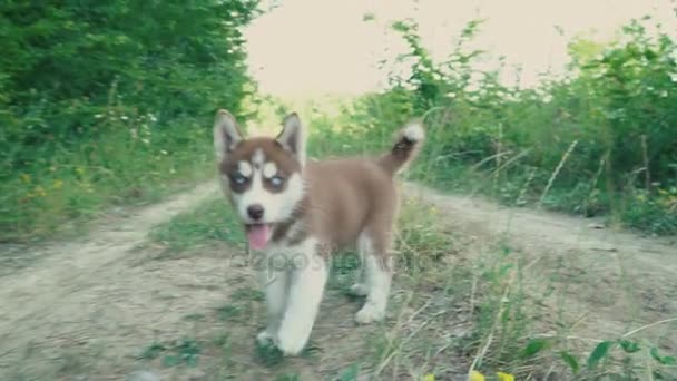 Красивый щенок породы хаски — стоковое видео