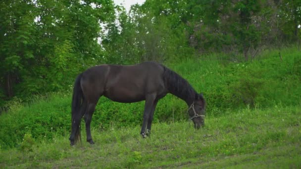 Le cheval broute sur la pelouse 
