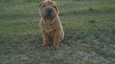shar pei doğurmak köpek oturur