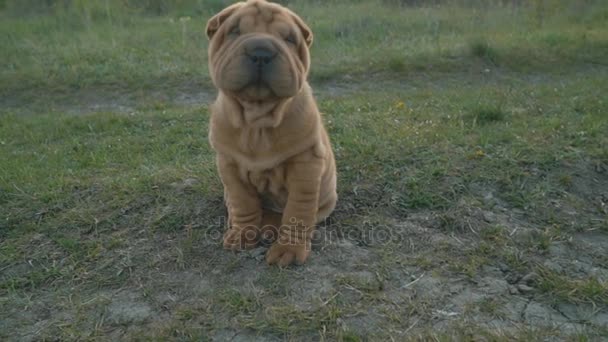 Shar pei plemeno pes sedí — Stock video