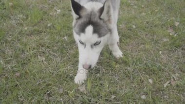Husky doğurmak köpek portresi