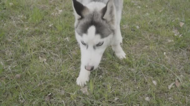 Porträtt av en hund av rasen Husky — Stockvideo