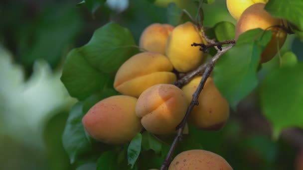 Спелые абрикосы на ветке — стоковое видео