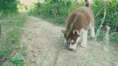 Güzel köpek yavrusu Husky doğurmak