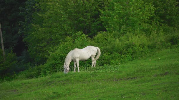 O cavalo pastoreia no gramado — Vídeo de Stock