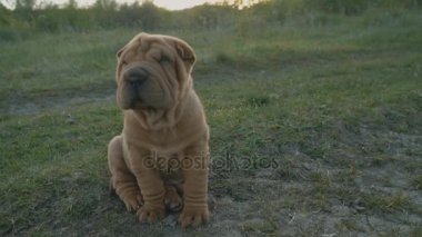 shar pei doğurmak köpek oturur