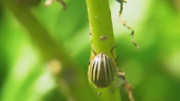 科罗拉多马铃薯甲虫吃土豆 — 图库视频影像