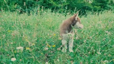 Güzel köpek yavrusu Husky doğurmak