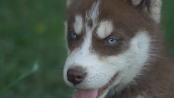 Porträt eines Hundes der Rasse Husky — Stockvideo