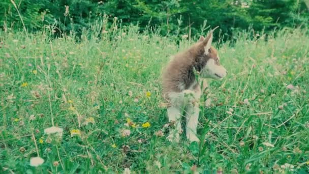 Bonito cachorro da raça Husky — Vídeo de Stock