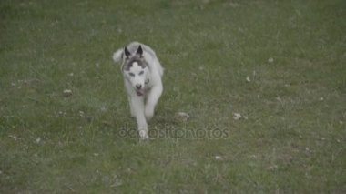 Husky köpek ırkları çalışır