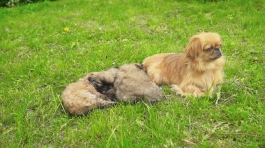 Fino köpekleri birlikte yatıyor musun