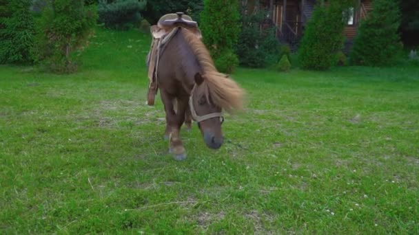 Cheval poney brun avec une grosse crinière — Video