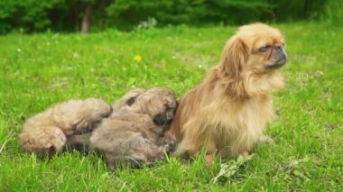 Fino köpekleri birlikte yatıyor musun