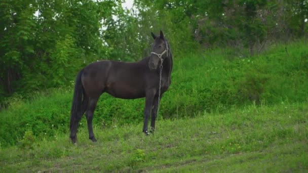 Le cheval broute sur la pelouse 