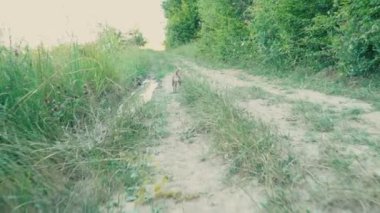 Güzel köpek yavrusu Husky doğurmak